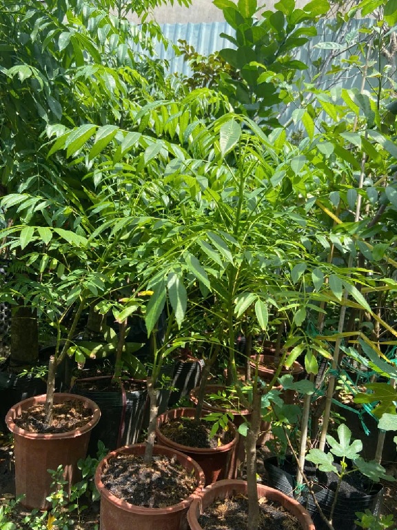 Công dụng của cây cóc Công dụng của cây cóc