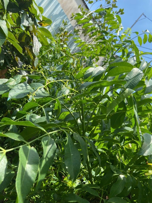 Công dụng của cây cóc Công dụng của cây cóc