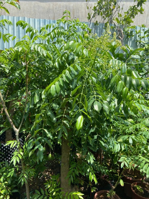 Công dụng của cây cóc Công dụng của cây cóc