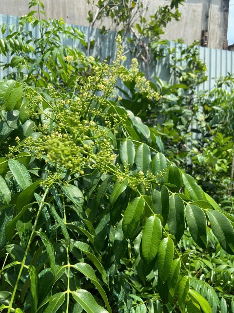 Công dụng của cây cóc Công dụng của cây cóc
