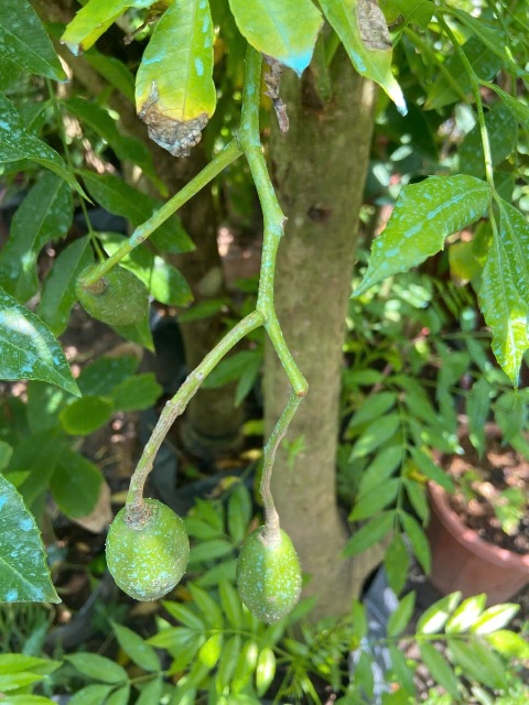 Công dụng của cây cóc Công dụng của cây cóc