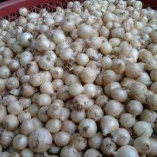củ nén Quảng Ngãi