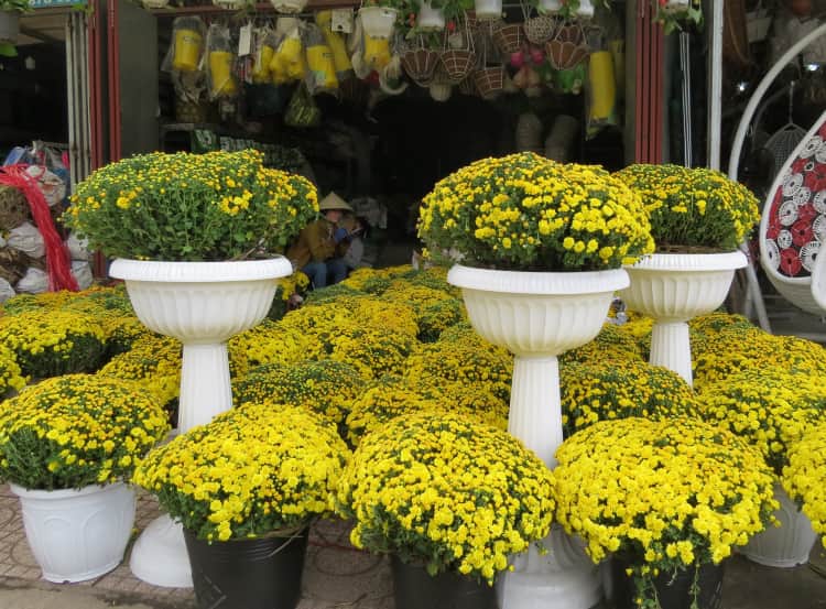 Cây cúc mâm xôi trưng dịp Tết 2026