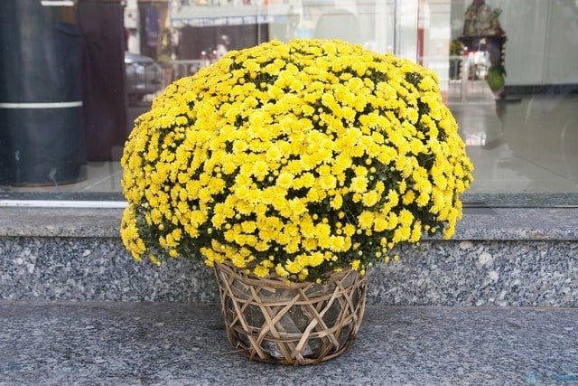 chăm sóc cúc mâm xôi