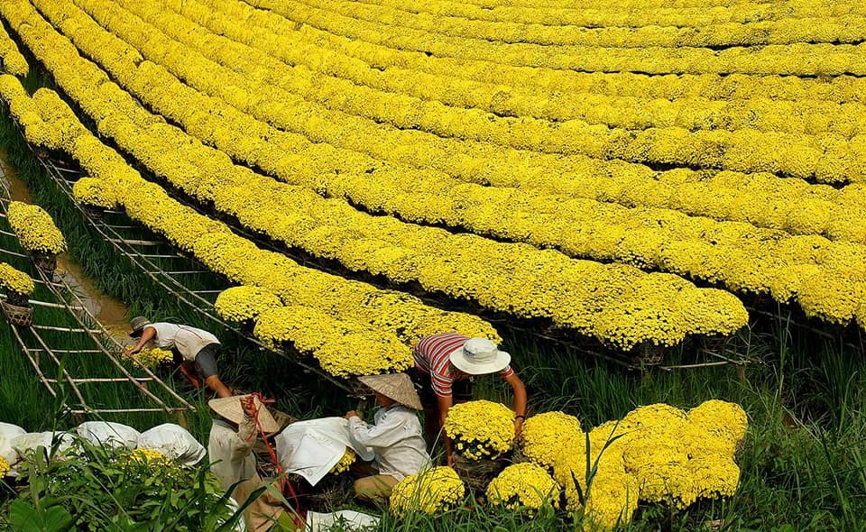 chăm sóc cúc mâm xôi