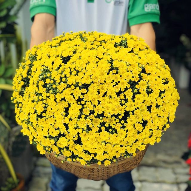 Cây cúc mâm xôi trưng dịp Tết 2026