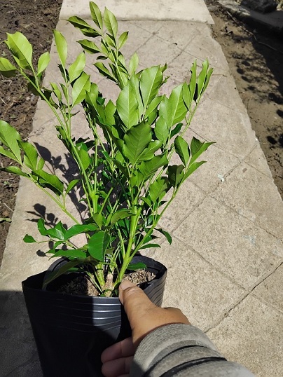 Cung Cấp Cây Nguyệt Quế Thái Số Lượng Lớn Giá Rẻ (cây cao 30-40cm) Cung Cấp Cây Nguyệt Quế Thái Số Lượng Lớn Giá Rẻ (cây cao 30-40cm)