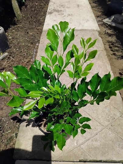 Cung Cấp Cây Nguyệt Quế Thái Số Lượng Lớn Giá Rẻ (cây cao 30-40cm)