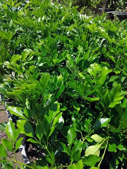 Cung Cấp Cây Nguyệt Quế Thái Số Lượng Lớn Giá Rẻ (cây cao 30-40cm)