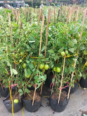Cây Cà Chua Trong Chậu Cây Cà Chua Trong Chậu
