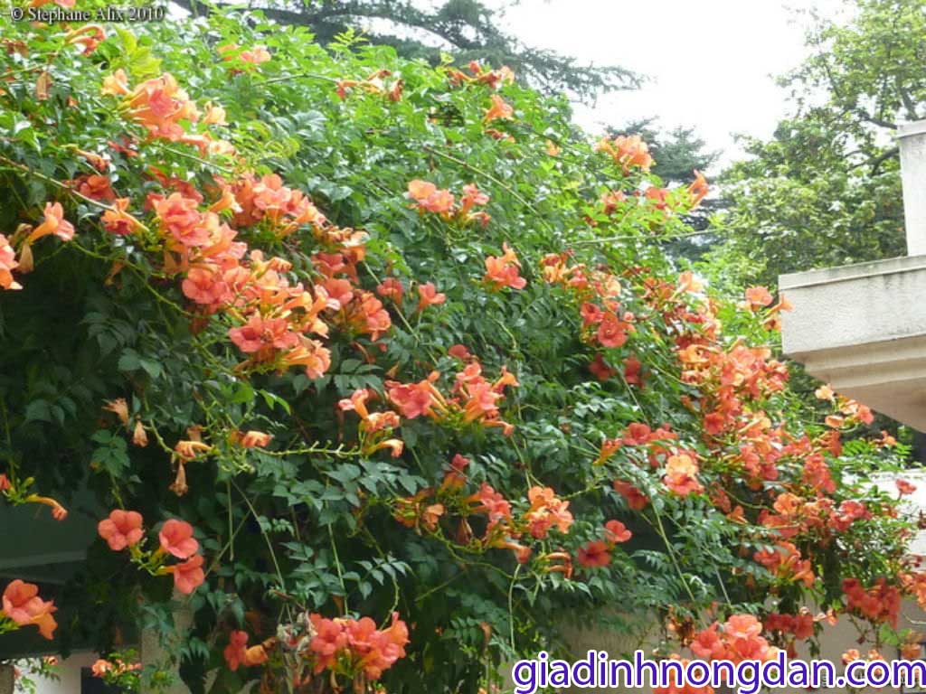 Dây Đăng Tiêu Dây Đăng Tiêu