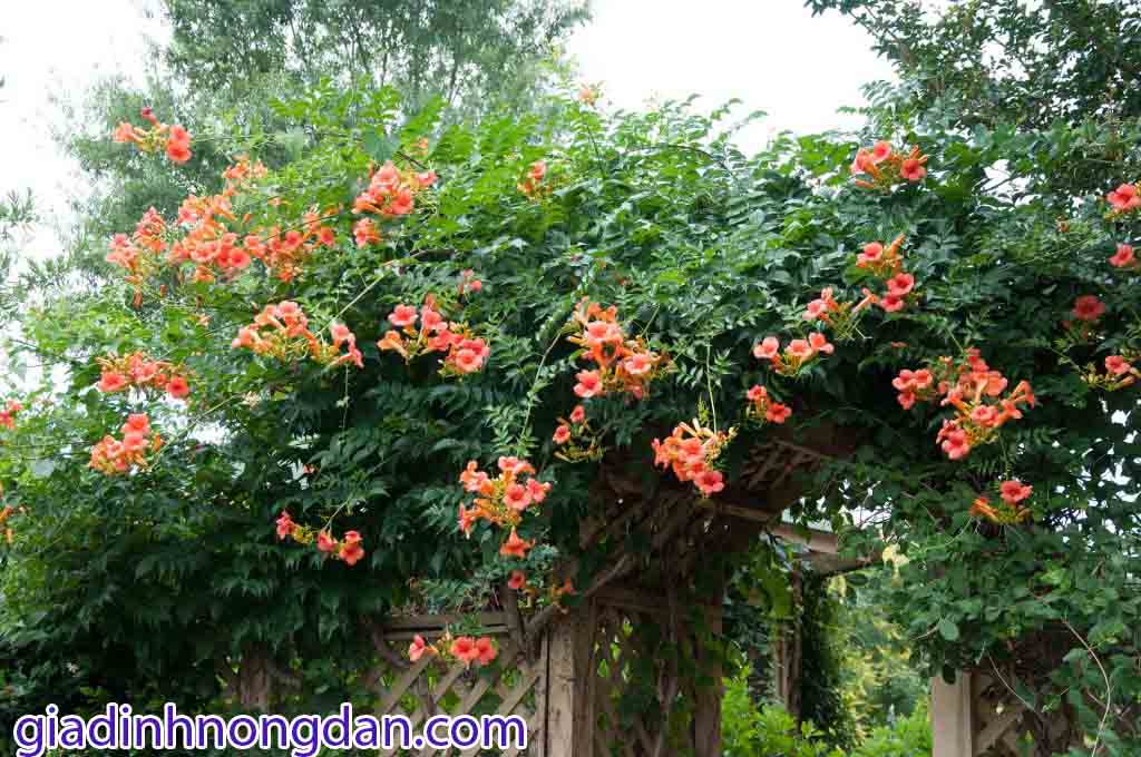 Dây Đăng Tiêu Dây Đăng Tiêu
