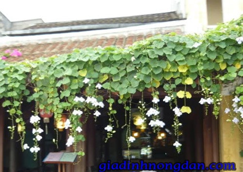 Dây Leo Cát Đằng Dây Leo Cát Đằng