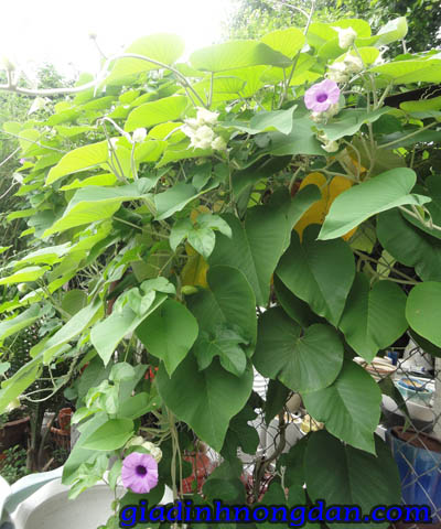 Dây Leo Cát Đằng Dây Leo Cát Đằng