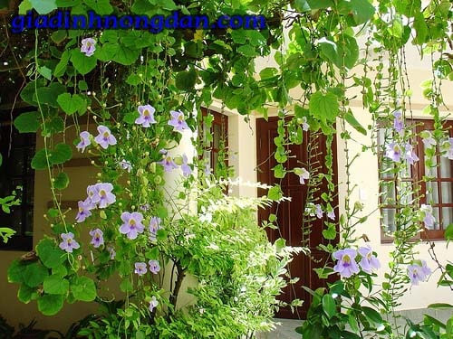 Dây Leo Cát Đằng Dây Leo Cát Đằng