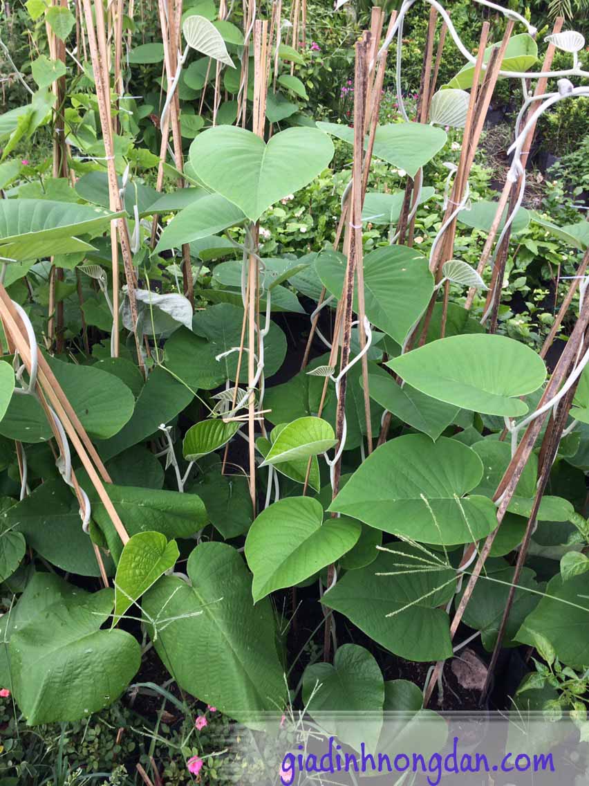 Dây leo cây bạc thau Dây leo cây bạc thau