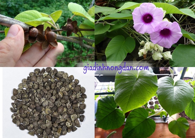 Dây leo cây bạc thau Dây leo cây bạc thau