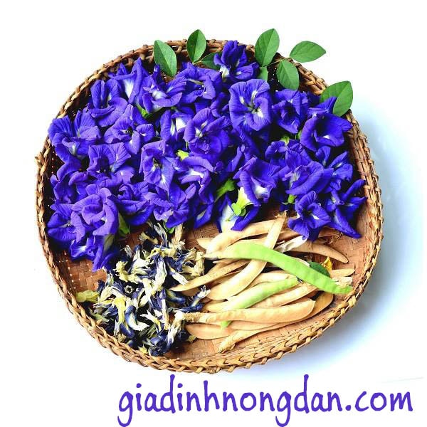 Dây Leo Đậu Biếc Dây Leo Đậu Biếc