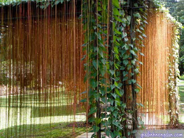 Dây Leo Liêm Hồ Đằng Dây Leo Liêm Hồ Đằng