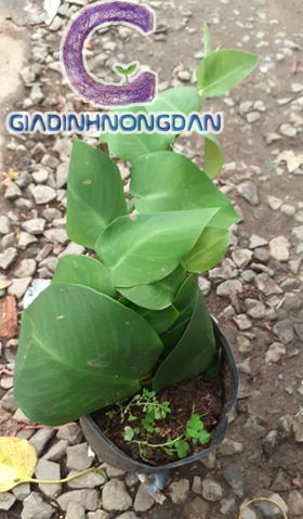 Dây Tắc Kè Dây Tắc Kè