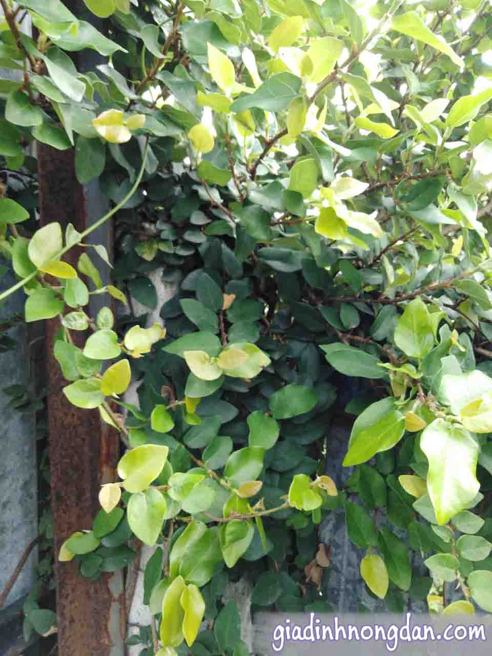 Dây Thằn Lằn Dây Thằn Lằn