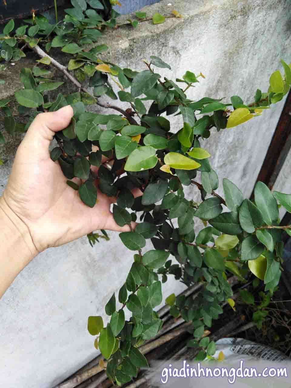 Dây Thằn Lằn Dây Thằn Lằn