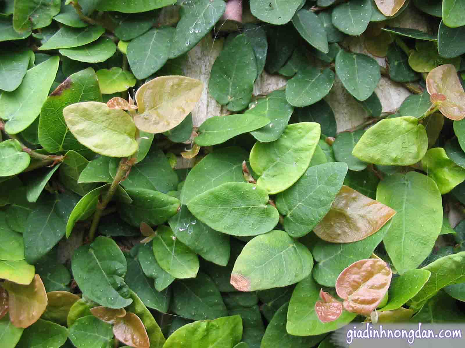 Dây Thằn Lằn Dây Thằn Lằn