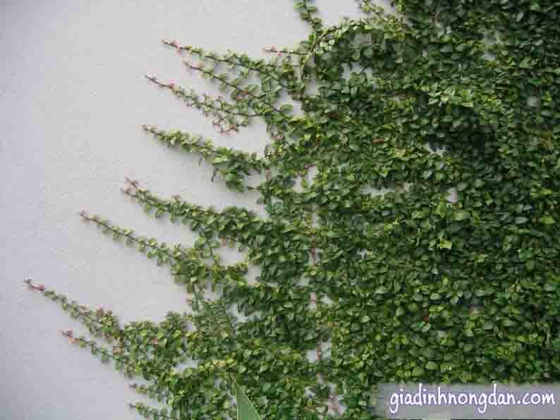 Dây Thằn Lằn Dây Thằn Lằn