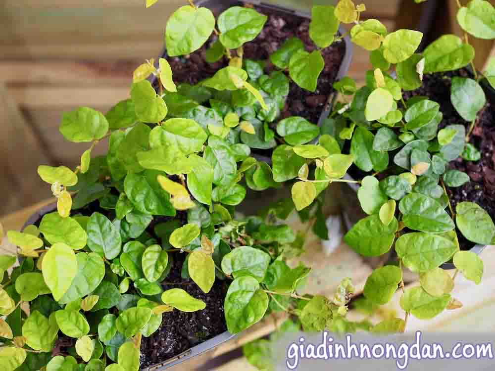Dây Thằn Lằn Dây Thằn Lằn