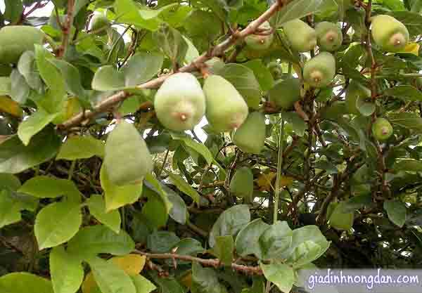 Dây Thằn Lằn Dây Thằn Lằn