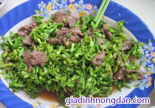 Dây Thiên Lý Dây Thiên Lý