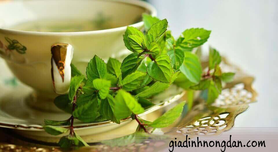 Giống Cây Bạc Hà Giống Cây Bạc Hà