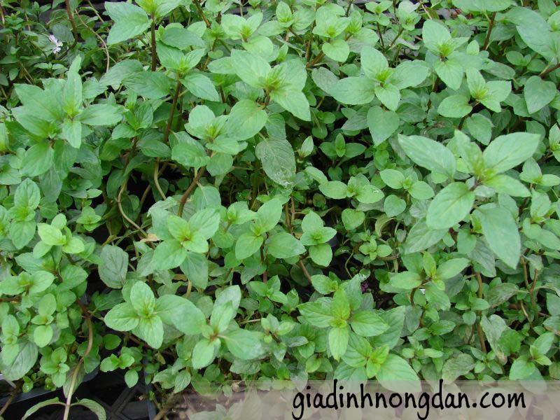 Giống Cây Bạc Hà Giống Cây Bạc Hà