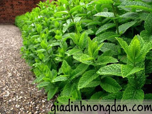 Giống Cây Bạc Hà Giống Cây Bạc Hà