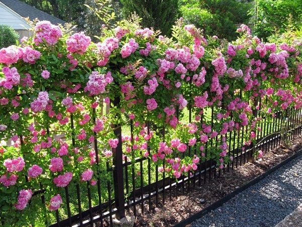 giông cây hoa hồng tuyệt đẹp giông cây hoa hồng tuyệt đẹp