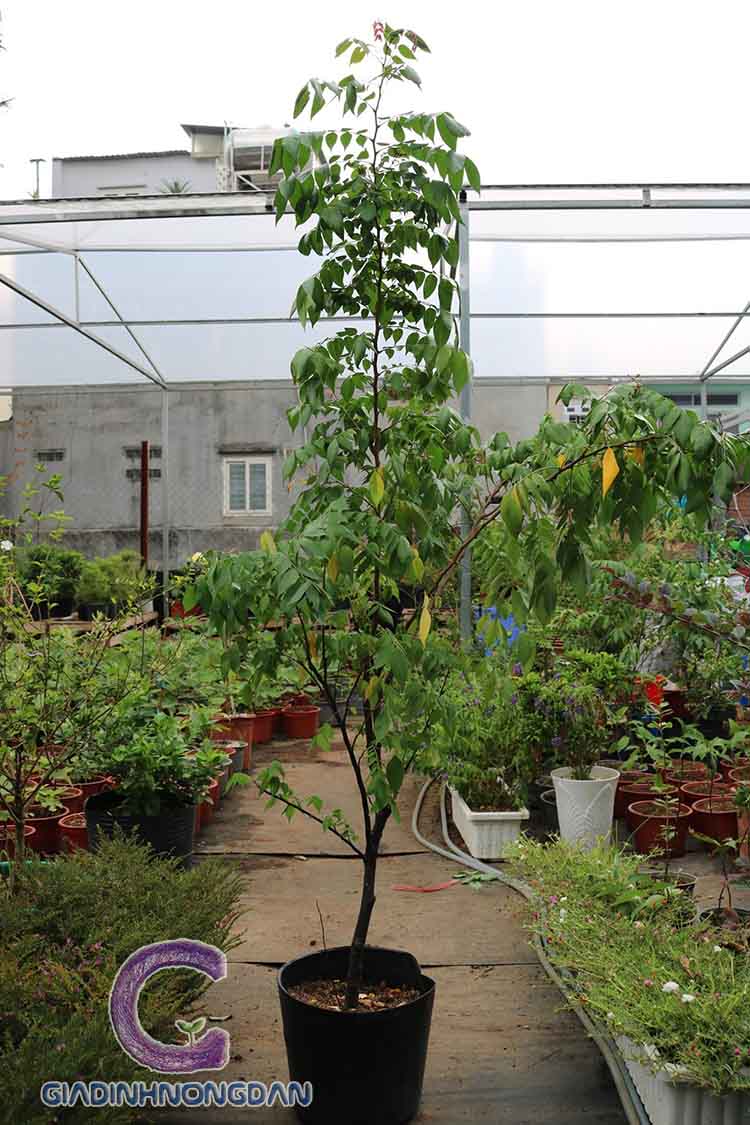 Giống Cây Khế Giống Cây Khế