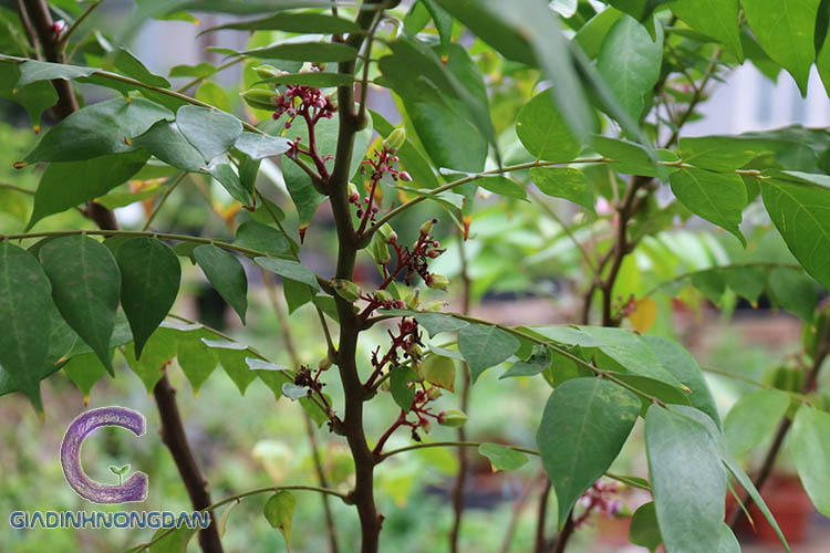 Giống Cây Khế Giống Cây Khế