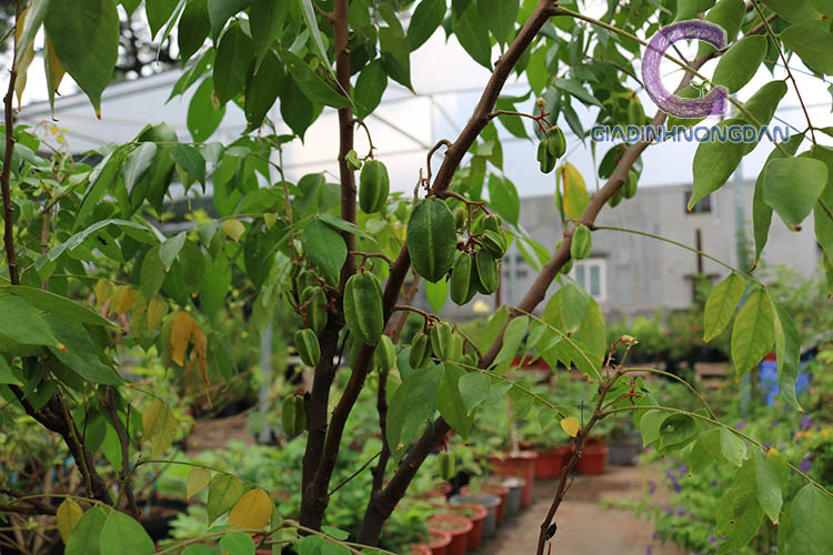 Giống Cây Khế Giống Cây Khế