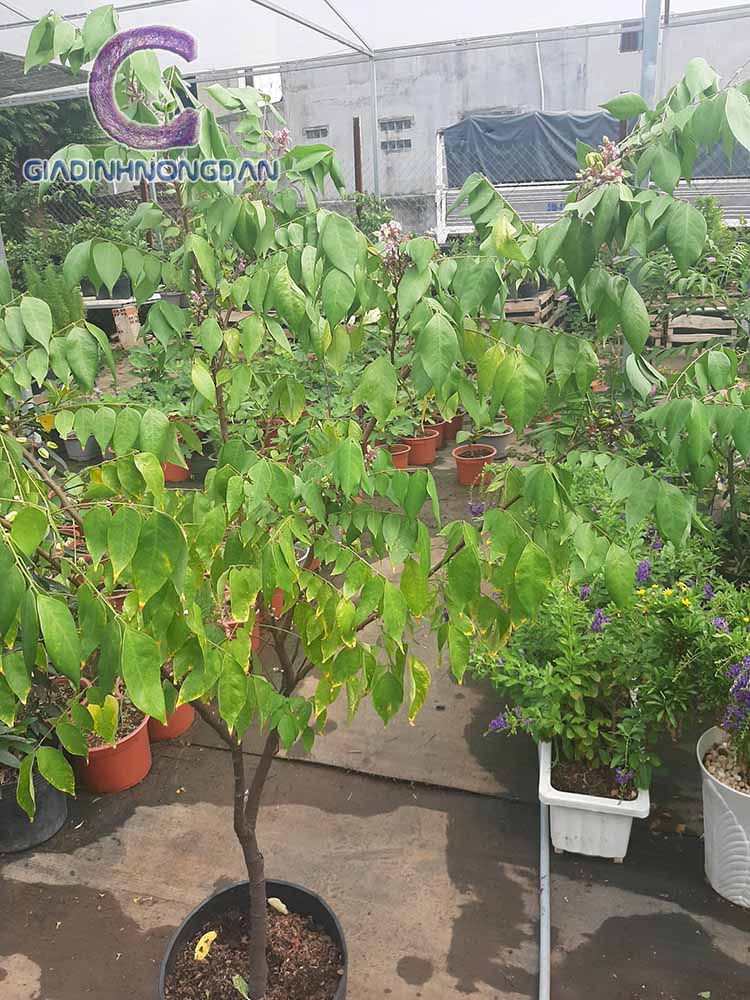 Giống Cây Khế Giống Cây Khế