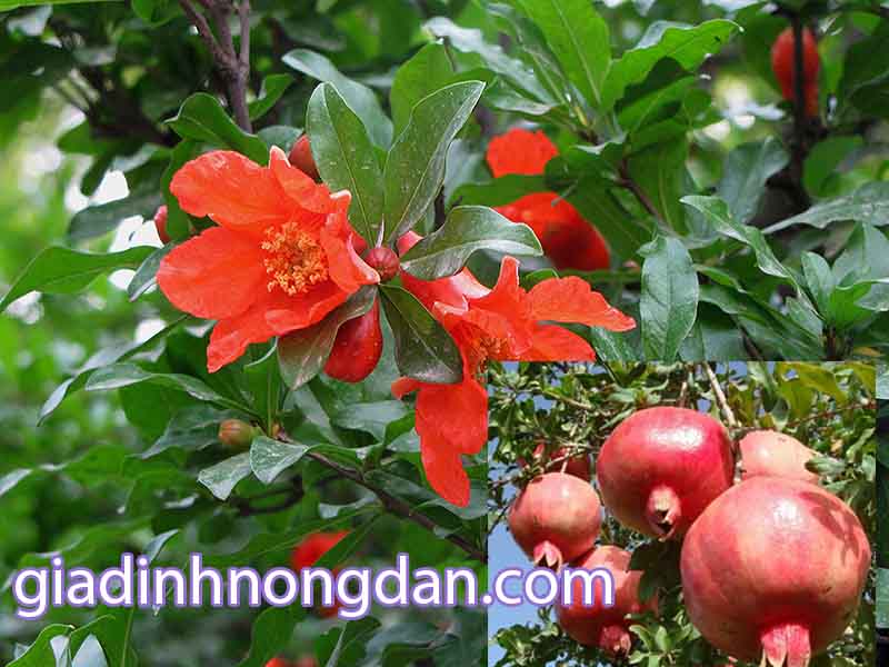 Giống Cây Lựu Giống Cây Lựu