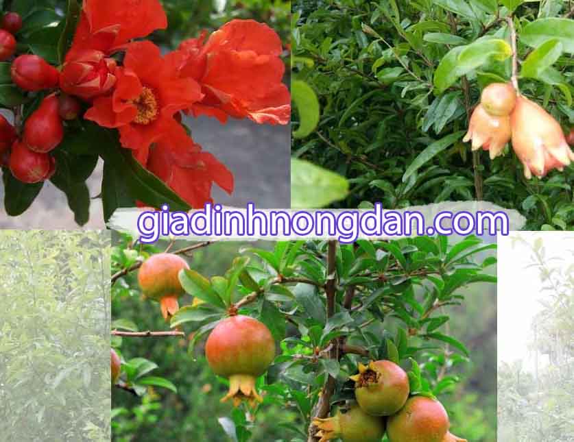 Giống Cây Lựu Giống Cây Lựu