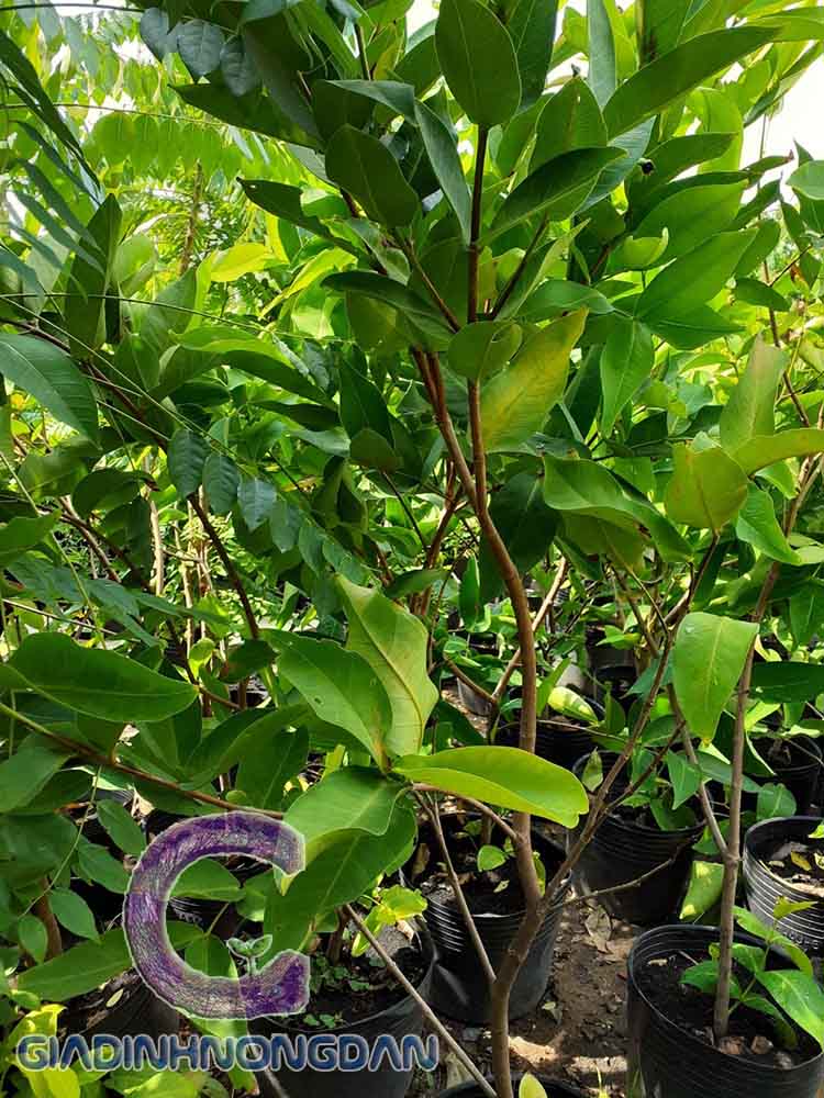 cây mận đỏ an phước cây mận đỏ an phước