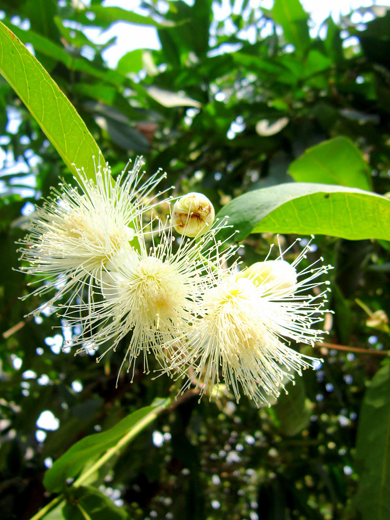 Cây Mận Giống Cây Mận Giống