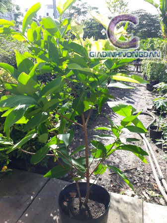 Cây Mận Giống Cây Mận Giống