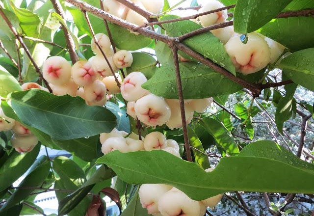 Cây Mận Giống Cây Mận Giống