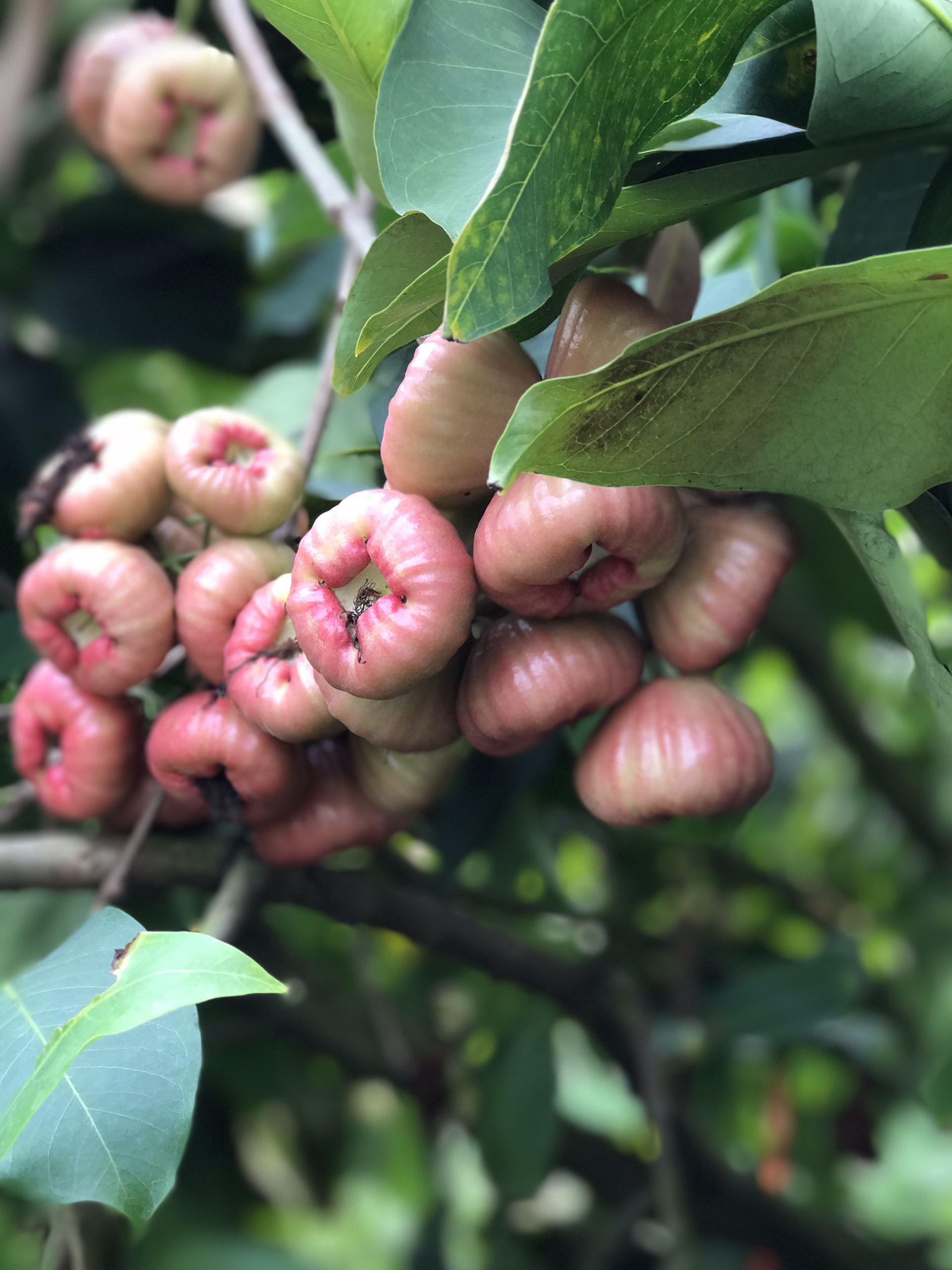 Cây Mận Giống Cây Mận Giống