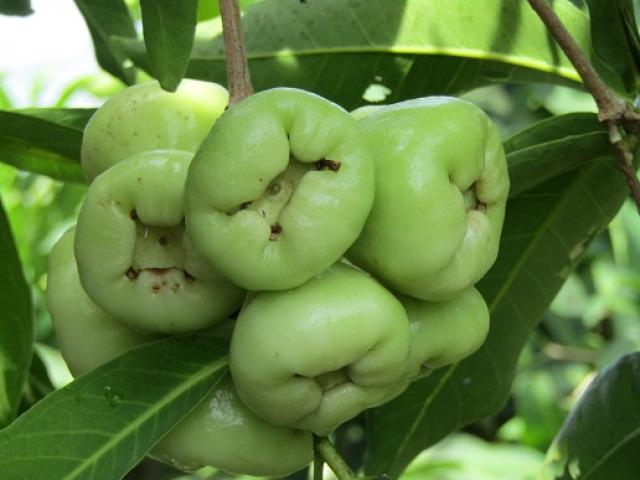 Cây Mận Giống Cây Mận Giống