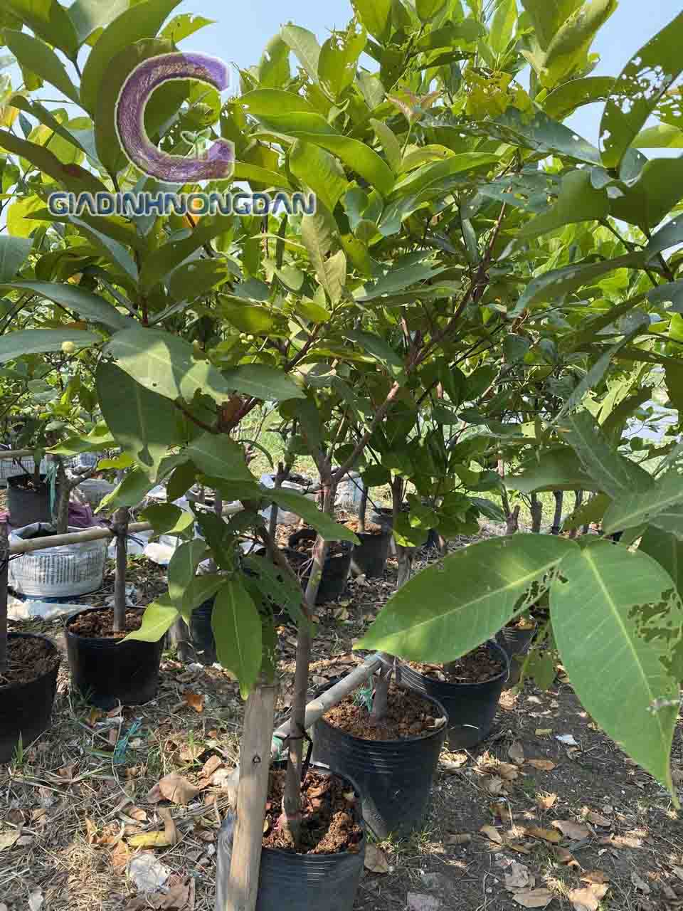 cây mận đỏ an phước cây mận đỏ an phước