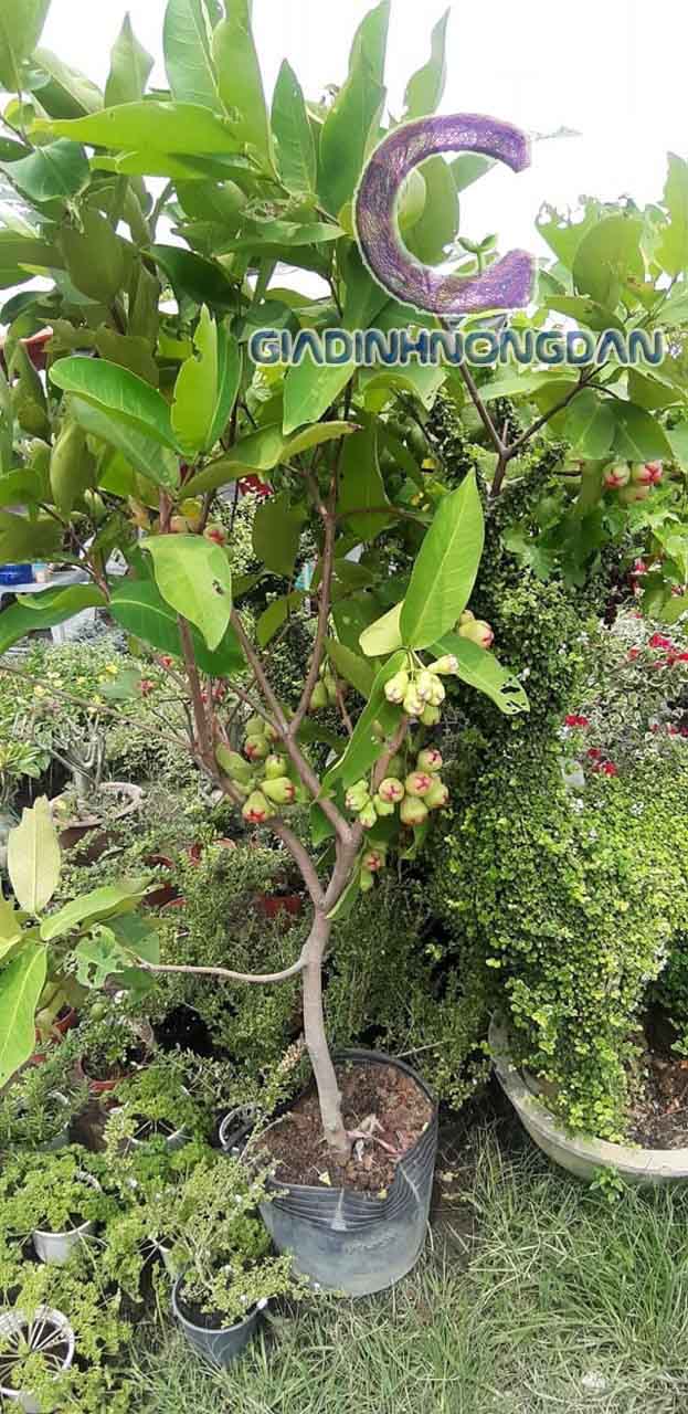 cây mận đỏ an phước cây mận đỏ an phước