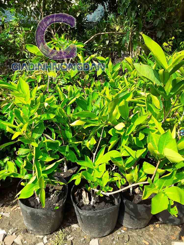 Cây Mận Giống Cây Mận Giống
